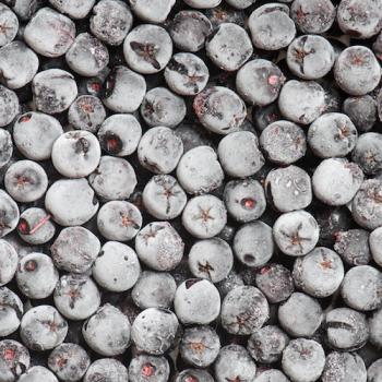 Рябина черноплодная